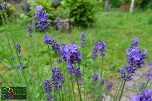 Lavandula angustifolia3